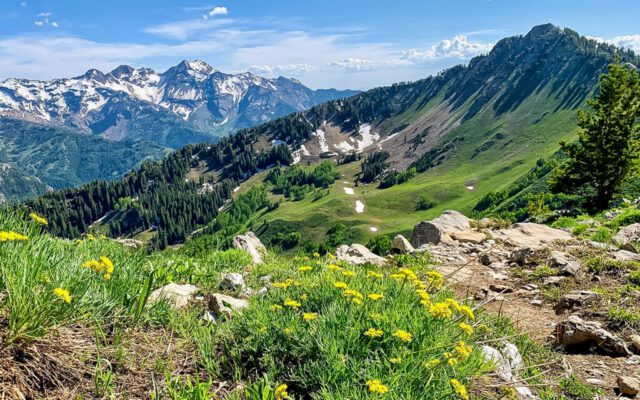 Wildflowers and snow-capped mountains View of wildflowers and mountains