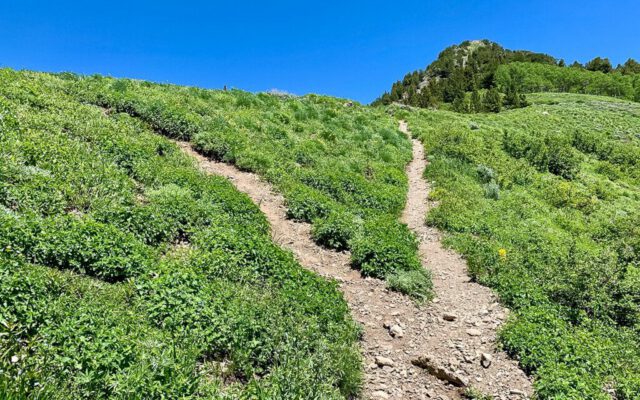 Left: To Mt. Raymond, Right: To Gobblers Knob A fork in the trail