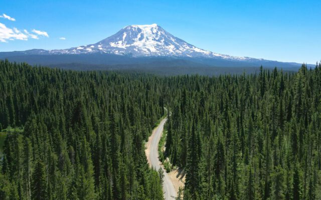Mount Adams towering above the forest