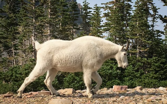 Mountain Goat