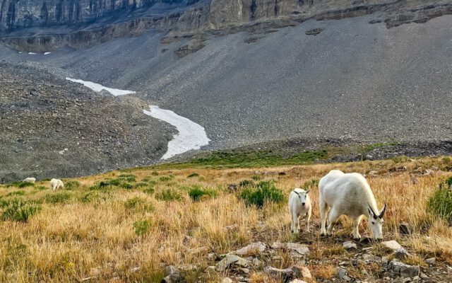 Mountain Goats